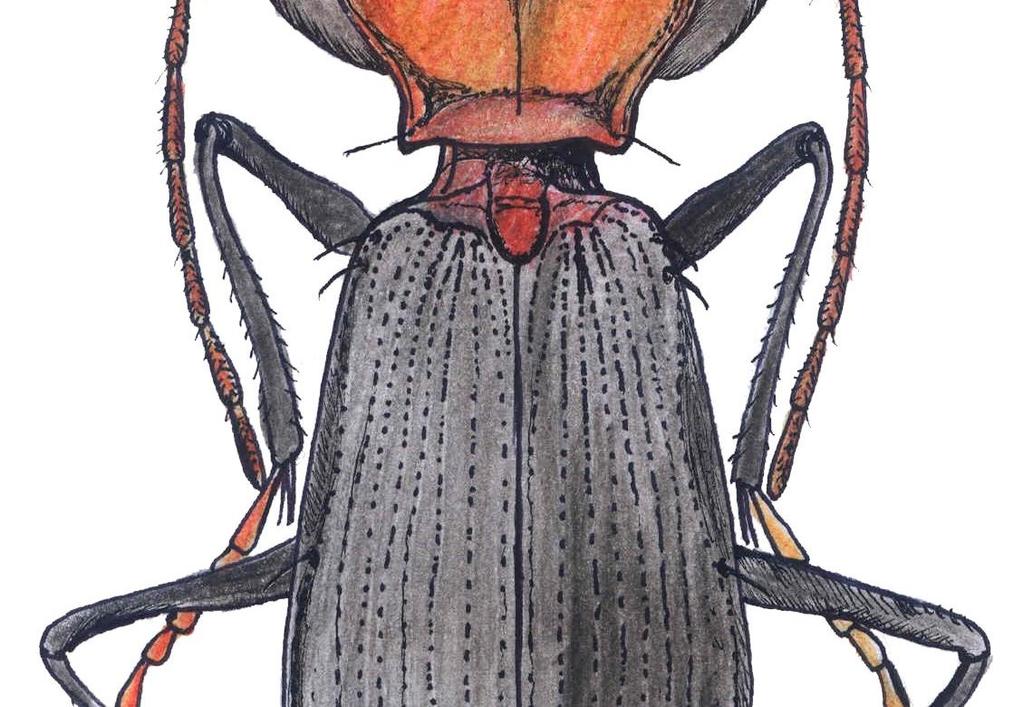 1. Nebria kirgisica SHILENKOV