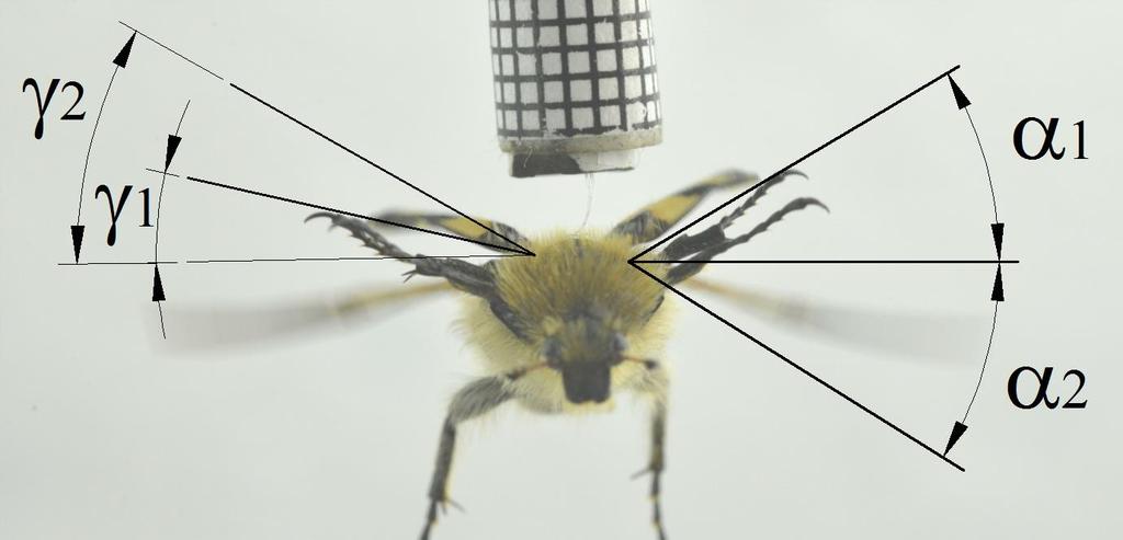 Badania nie powodowały uszkodzeń chrząszczy. Obserwowano również owady swobodnie startujące do lotu oraz ich lot w naturze.
