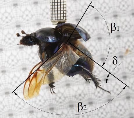 Wymagana była odpowiednia temperatura (>24 C), wilgotność (50 60%) oraz stymulacja badanych owadów.