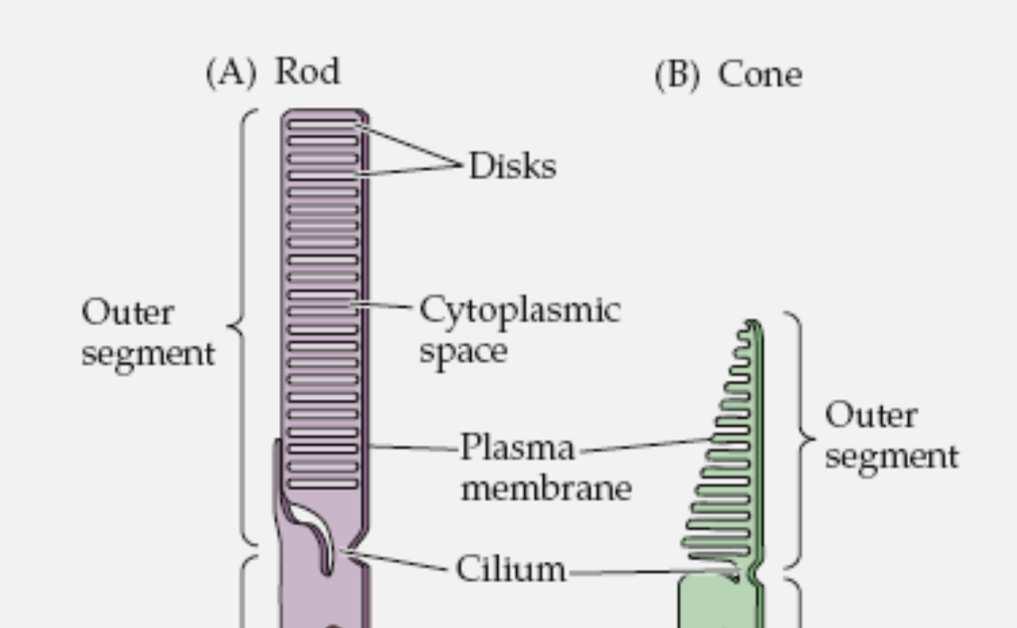 UKŁAD WZROKOWY RECEPTORY SIATKÓWKI PRĘCIKI CZOPKI DYSKI
