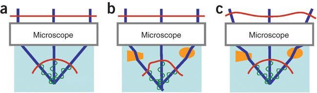 high-resolution imaging in biological tissues, Nature Methods 7, 141-147 (2010)