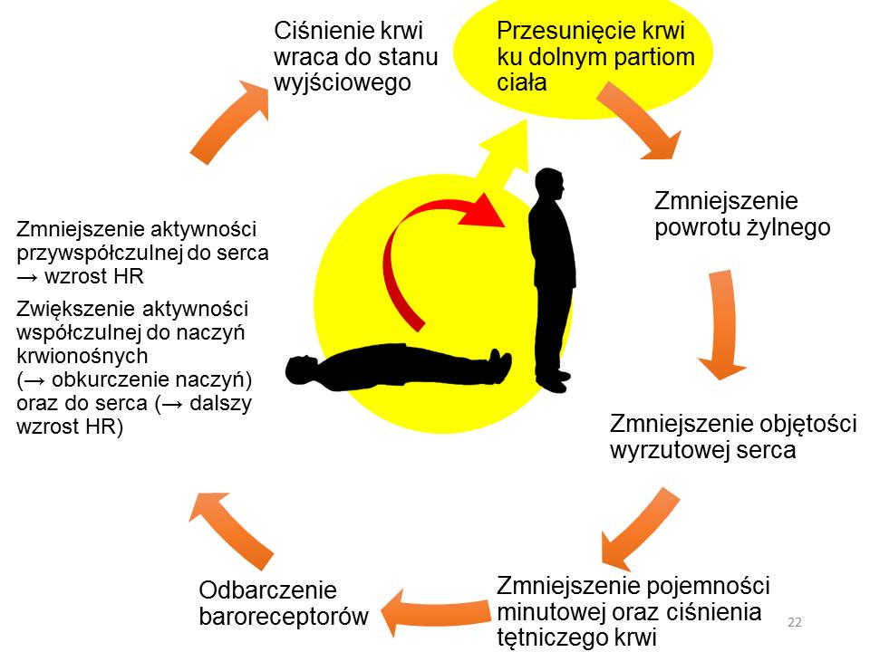 Próba ortostatyczna Martineta Opracował: dr Bartłomiej Paleczny Wprowadzenie i cel badania: Próba ortostatyczna służy ocenie reakcji układu krążenia (kontrolowanej przez AUN) na gwałtowną zmianę