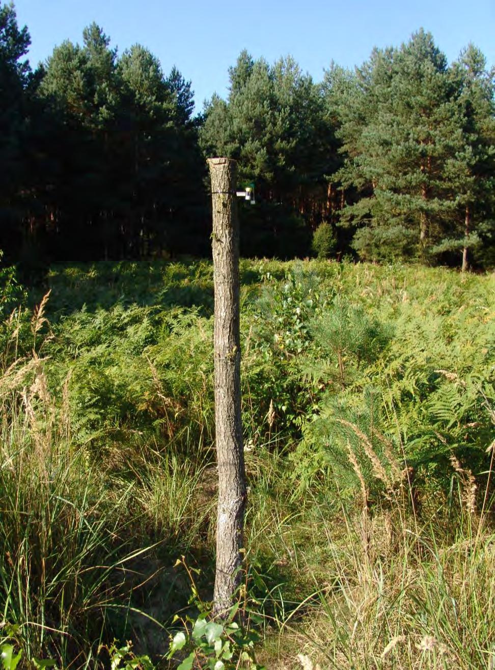 Fot. 1. Próbniki do pasywnego pomiaru stężenia zanieczyszczeń powietrza zainstalowane na powierzchni monitoringu intensywnego nr 51