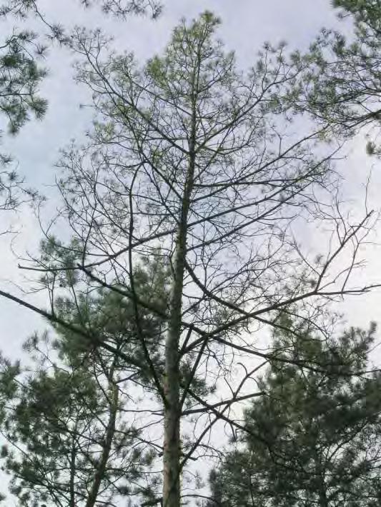 Sosna o defoliacji 25% Fot. 3.