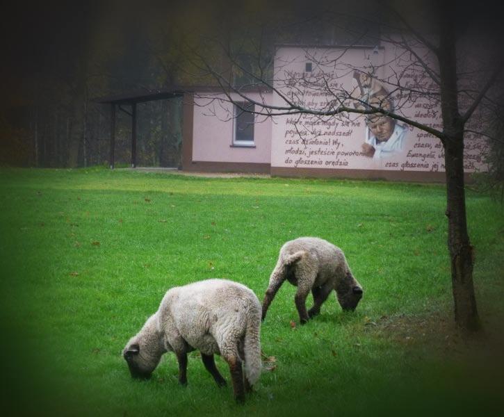 Z trawy skorzystały owieczki i kozy z pobliskiego