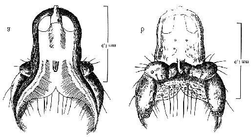 146 M. BŁAŻEJEWICZ-ZAWADZIŃSKA, F. BŁAŻEJEWSKI Ryc. 5. Meligethes aeneus (F.) warga dolna (labium): a od strony dorsalnej (oba głaszczki wargowe częściowo zasłonięte), b od strony wentralnej. Fig. 5. Meligethes aeneus (F.) labium: a dorsal view (both labial palps partly hidden), b ventral view.