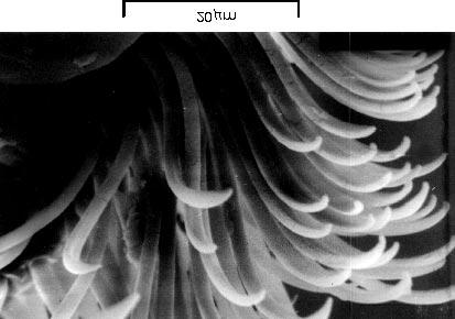 with forked apex on the internal edge of the mandible eloctronogram from the electron scanning microscope). Ryc. (Fig.) 10. Meligethes aeneus F.
