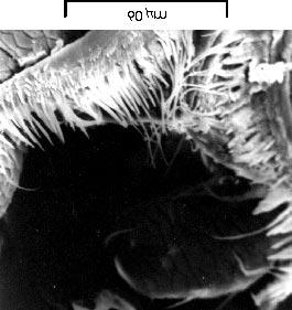 skaningowego (sensilla basiconica on the apex of maxillary palp eloctronogram from the electron scanning microscope). Ryc. (Fig.