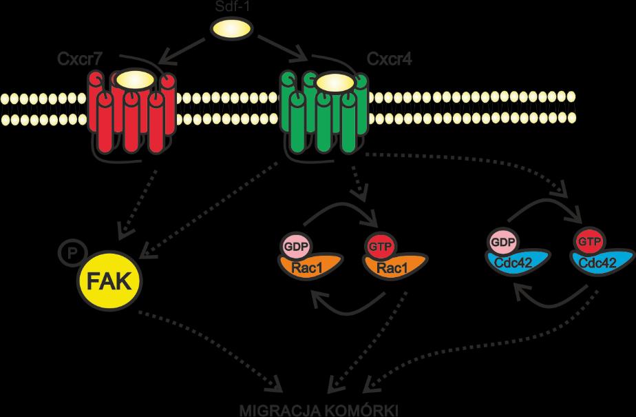 Figura 1. Sdf-1 aktywuje migrację komórek poprzez: Zwiększenie aktywności GTPaz Rac1 oraz Cdc42. Jest to mechanizm zależny od receptora Cxcr4.