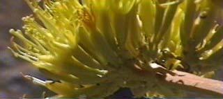 Drosophila Agave 