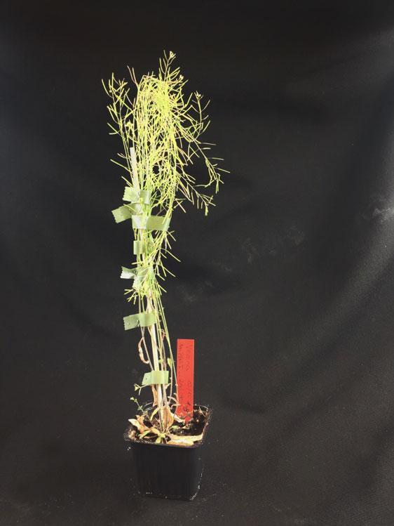 Zielone światło w tunelu roślina CRISPR-Cas9-to mutant ale nie GMO! Szwedzka Komisja ds.