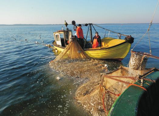 PISMO MORSKIEGO INSTYTUTU RYBACKIEGO PAŃSTWOWEGO INSTYTUTU BADAWCZEGO WIADOMOŚCI RYBACKIE ISSN 1428-0043 NR 3-4 (222) MARZEC-KWIECIEŃ 2018 Wiosenne śledziowe żniwa na Zatoce Pomorskiej (fot. A.