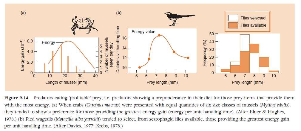 ranked preferences most vaulable among the available Carnivores food often varies little in terms of composition, but may vary