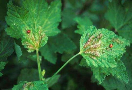 Foraging in a patchy
