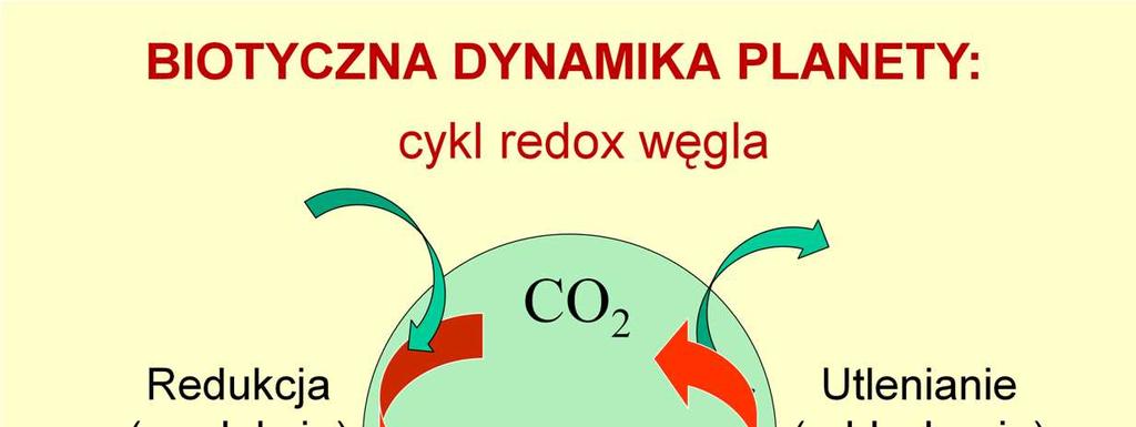 Cykl redoks węgla jest funkcją całej biosfery, ale jest teŝ