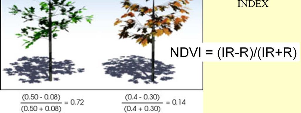 podczerwieni i aŝ 30% w czerwieni, Miara ilości chlorofilu jest współczynnik NDVI (Normalized Difference Vegetation Index): NDVI = (IR R)/(IR+R), kóry stanowi róŝnicę zatęŝenia promieniowania