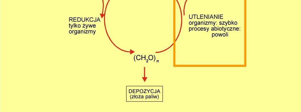 realizowanym przez organizmy, które jednak (w odróŝnieniu od produkcji pierwotnej) nie maja tu monopolu, Mimo to