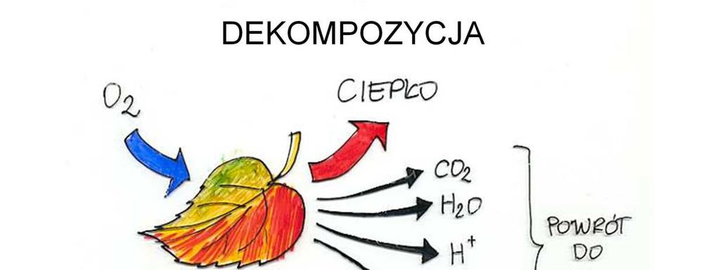 Organizmalna dekompozycja polega na utlenieniu związków organicznych z uwolnieniem dwutlenku węgla i energii, uruchomione zostają teŝ związki innych pierwiastków, Dekompozycja biologiczna nigdy nie