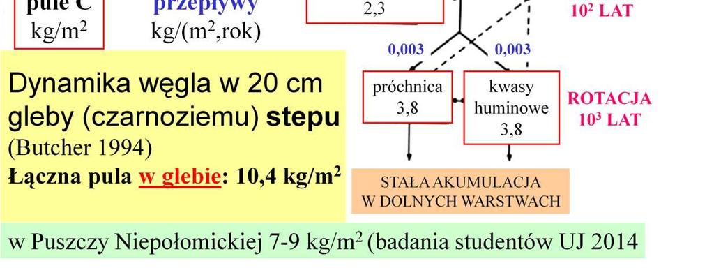 Dynamikę węgla podczas dekompozycji na przykładzie ekosystemu stepu moŝna prześledzić na tym schemacie [wszystkie wartości w kg/m 2 oraz kg/(m 2 x rok)], Opad ściółki jest tu mniejszy, niŝ ilość