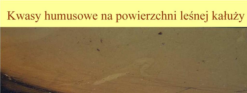 Ilościowo, ekosystemy róŝnią się pod względem ilości deponowanych trwale