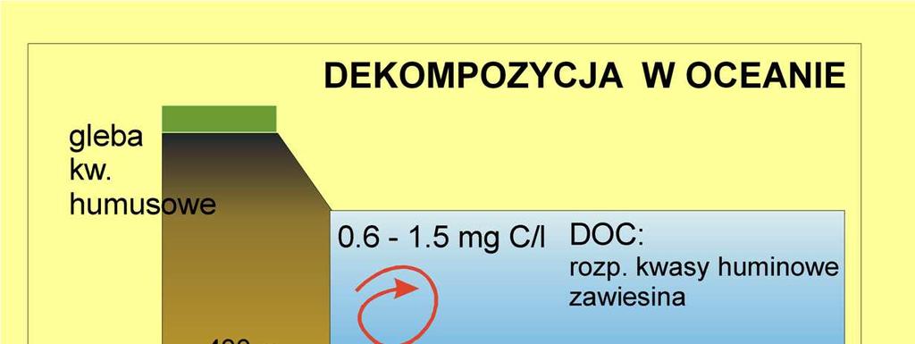 W ekosystemach morskich dekompozycja przebiega nieco inaczej, zarówno ze względu na nieco inne procesy chemiczne, jak teŝ inną strukturę przestrzenną ekosystemu, Obieg węgla w ekosystemach morskich w