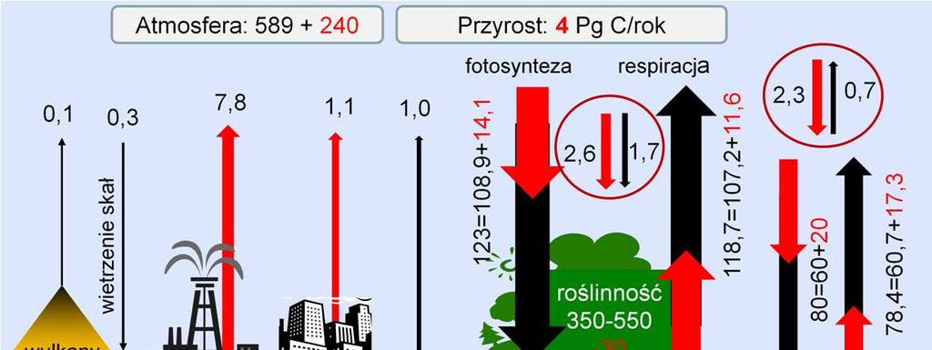 Ilościowy bikans obiegu węgla we współczesnej biosferze został zaprezentowany w najnowszym raporcie IPCC, Ilość węgla podana jest w petagramach (Pg = miliardach ton), tempa przepływu w Pg/rok, Główny