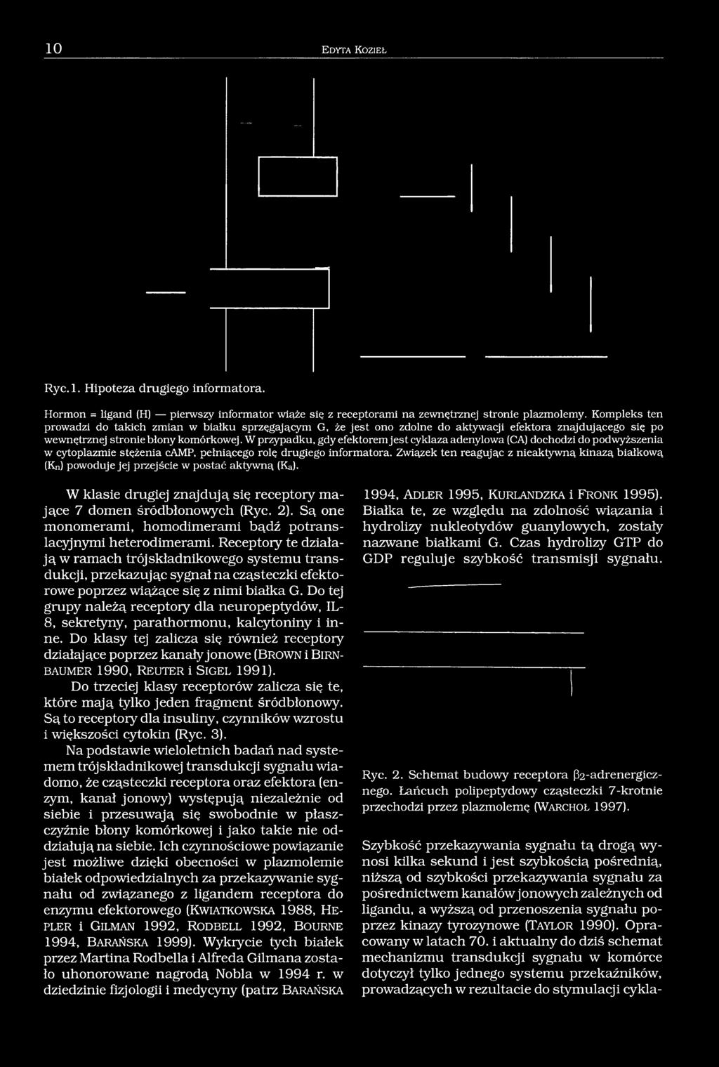 W przypadku, gdy efektorem jest cyklaza adenylowa (CA) dochodzi do podwyższenia w cytoplazmie stężenia camp, pełniącego rolę drugiego informatora.