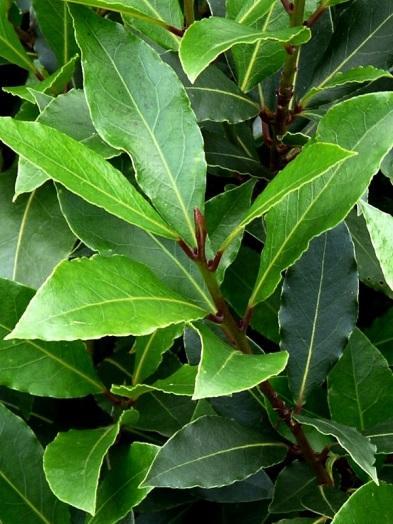 Wawrzyn (Laurus nobilis) maść Skład: wyciąg z wawrzynu (z korzenia, kory i liści drzewa laurowego), łój Jeśli masz bóle głowy, bóle w klatce piersiowej, w boku, plecach lub