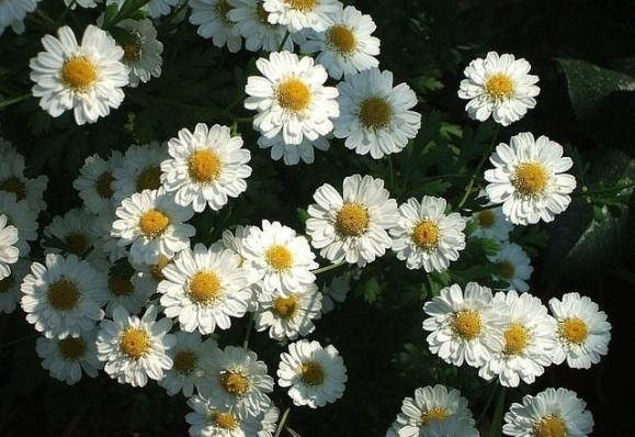 Złocień maruna (Tanacetum parthenium) maść Skład: sok ze złocienia, masło, łój z jelenia Złocień ma w sobie łagodny sok i działa na wnętrzności jak łagodna maść.