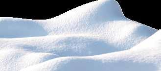 4 cm - 4,/ Choinki żywe 48 Jła kaukaska cięta wys.