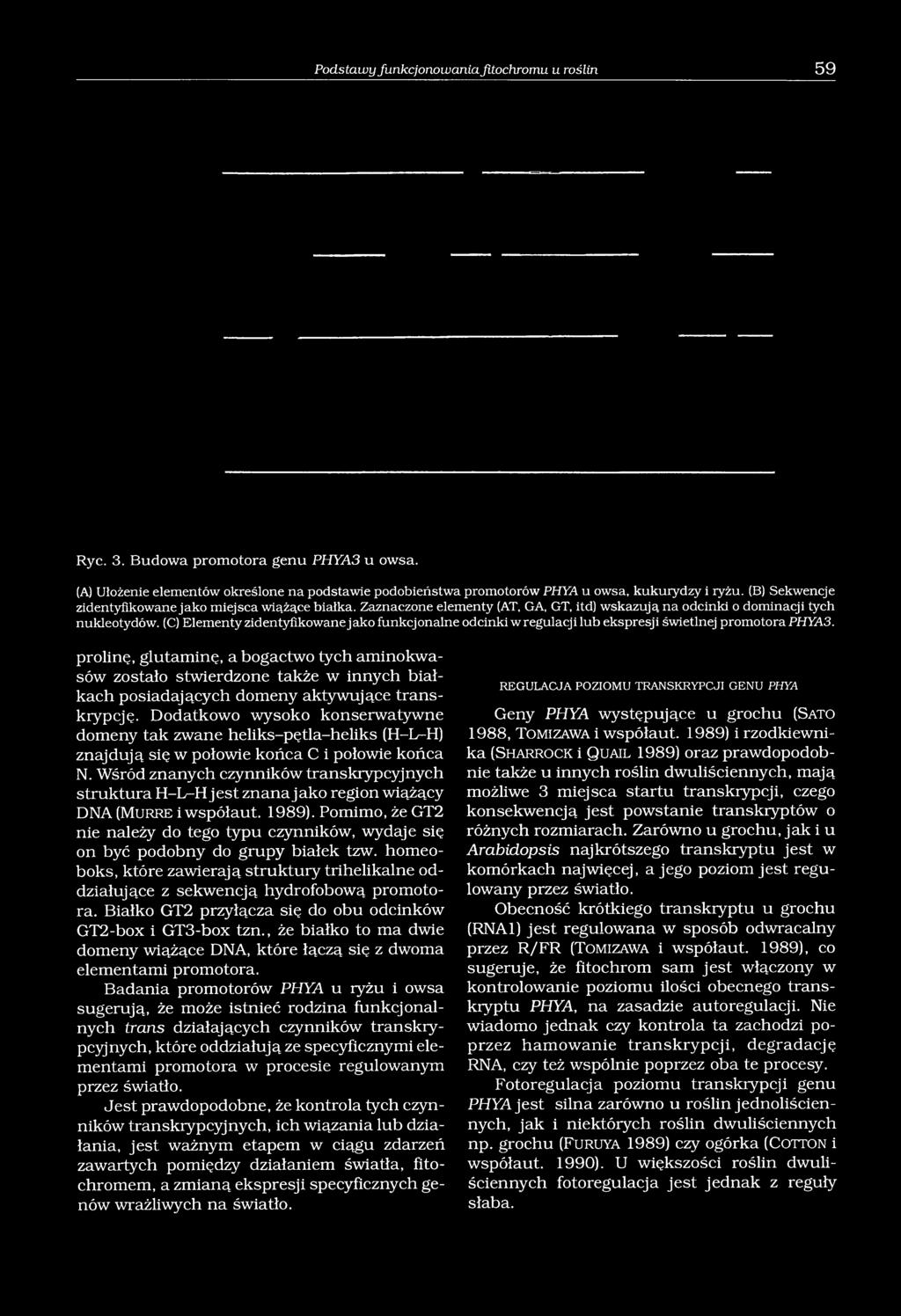 (C) Elementy zidentyfikowane jako funkcjonalne odcinki w regulacji lub ekspresji świetlnej promotora PHYA3.