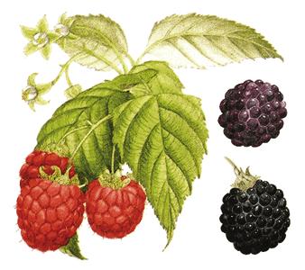 I. CZĘŚĆ TEORETYCZNA 1. Charakterystyka botaniczna i fitochemiczna gatunków Rubus idaeus i Rubus occidentalis 1.