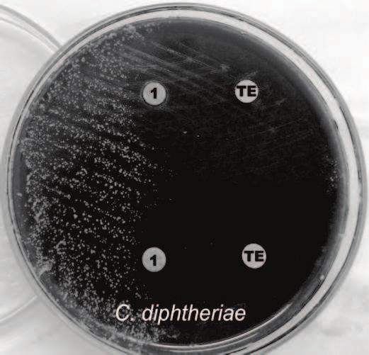 S. aureus i S. epidermidis obserwowano synergizm tetracykliny z ekstraktami z owoców R.