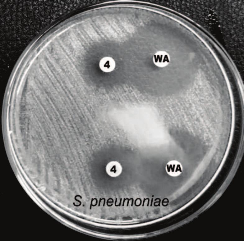 idaeus Poranna Rosa (1) z tetracykliną (TE) wobec C. diphtheriae Ryc. 44 Synergizm ekstraktu z owoców R.