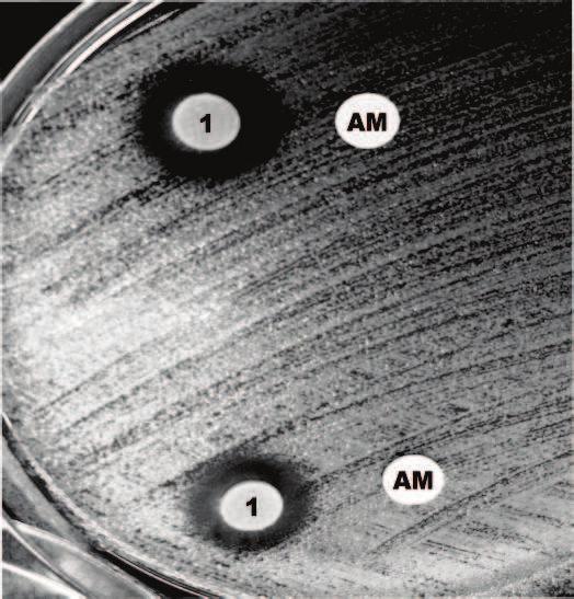 Ryc. 47 Efekt addycji ekstraktu z owoców R. idaeus Poranna Rosa (1) z ampicyliną (AM) wobec S. aureus MRSA 12677, przy braku strefy zahamowania antybiotyku Ryc. 48 Antagonizm ekstraktu z pędów R.