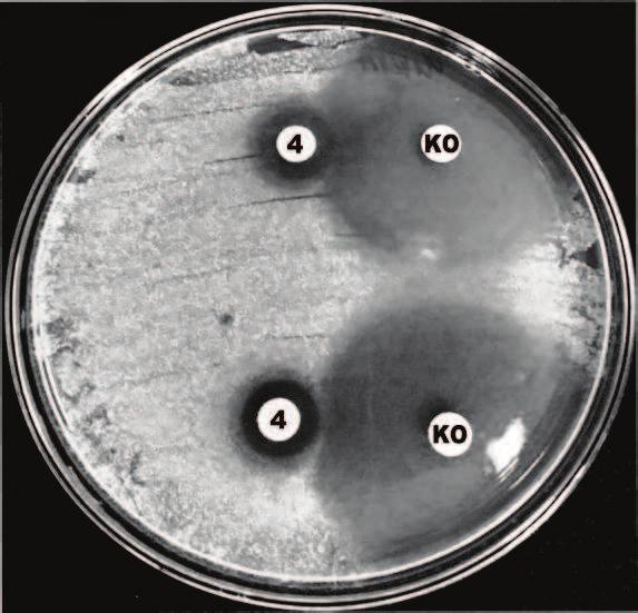 aureus MRSA 12677 W przeciwieństwie do danych literaturowych, w niniejszej pracy, obok synergizmów, obserwowano również antagonizmy antybiotyków β-laktamowych wobec badanych szczepów S. aureus (Tab.