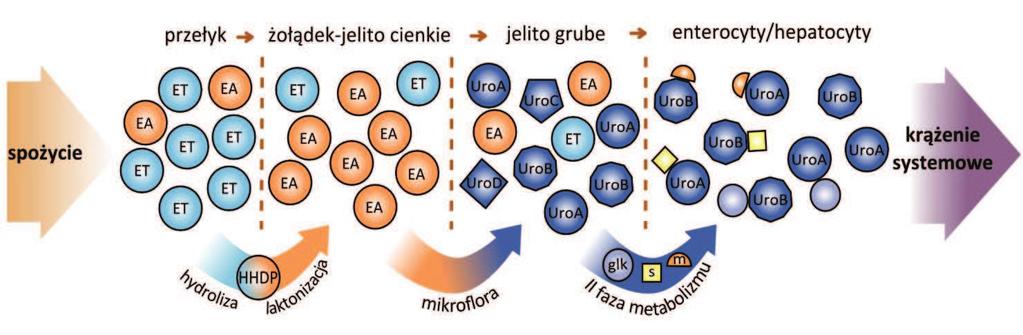 Po absorpcji w jelicie grubym w II fazie metabolizmu, urolityny ulegają licznym przemianom (metylacji, glukuronidacji, sulfonacji) zachodzącym w ścianie jelita bądź po absorpcji w wątrobie (Ryc.