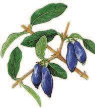 3. Charakterystyka surowców z gatunku Lonicera caerulea 3.