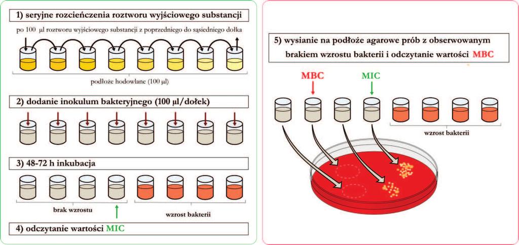 7.1.2 Oznaczanie wartości MIC oraz MBC badanych wyciągów oraz związków pochodzenia roślinnego W celu wyznaczenia minimalnego stężenia hamującego MIC (ang.