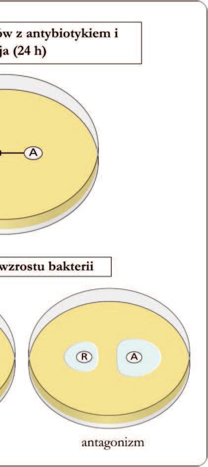 Następnie na powierzchnię płytki naniesiono krążki impregnowane 10 µl roztworu badanej substancji (R) o stężeniu 250 mg/ml i diagnostyczne krążki z antybiotykiem (A) w efektywnych stężeniach