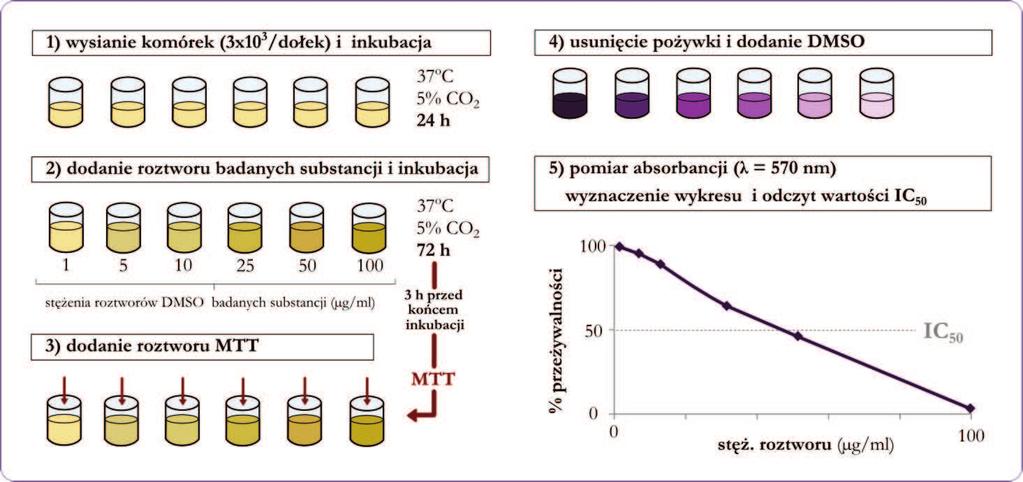 3 h przed zakończeniem inkubacji do dołków dodano 1.2 mm roztwór MTT (bromek 3-(4,5- dimetylotiazol-2-ilo)-2,5-difenylotetrazoliowy).