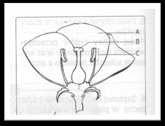 1. Na rysunku A przedstawiono budowę kwiatu, zapylanego przez owady.(0-5) a)wymień dwie cechy budowy kwiatu, które są przystosowaniem do owadopylności.