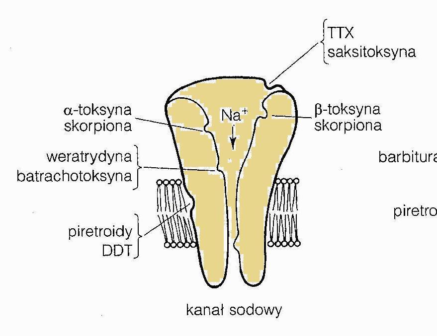 GŁÓWNE TYPY KANAŁÓW BŁONOWYCH KANAŁY SODOWE (NaCh NaV - VDSC) Budowa w mózgu: heterotrimer: alfa (260 kd), beta1 (36 kd), beta2 (33 kd) w sercu: monomer alfa w mięśniach szkieletowych: dimer: alfa +