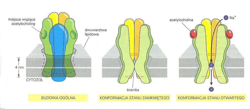 GŁÓWNE TYPY KANAŁÓW BŁONOWYCH Kanał i receptor w jednym Np.