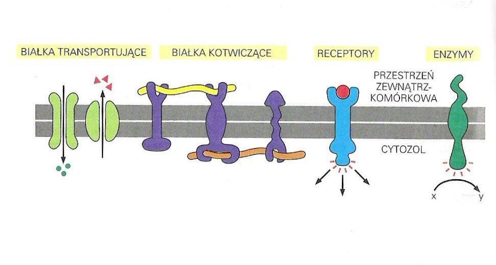 BIAŁKA BŁONOWE
