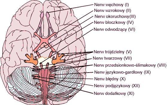 Nerwy czaszkowe Istnieje 12 par nerwów czaszkowych, wychodzących z jąder dolnej powierzchni mózgu; część z nich ma charakter czuciowy, część ruchowy, część zaś jest mieszana.