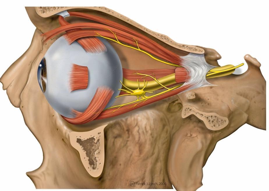 II. Nerwy wzrokowe (n. opticus) Są to nerwy przewodzące wrażenia wzrokowe. Ich włókna wychodzą z siatkówek oczu, łączą się, tworząc nerwy wzrokowe.