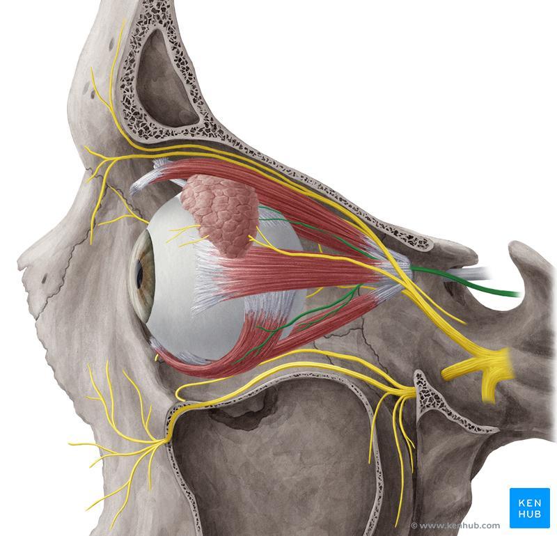 Nerwy okoruchowe (n. oculomotorius) Zaopatrują cztery z sześciu zewnętrznych mięśni poruszających gałkę oczną, tj. mm.