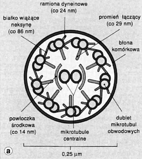 drogach rozrodczych Ruch rzęsek generuje mechanoenzym dyneina,