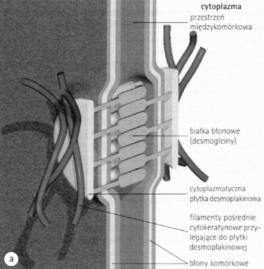 przylegania filamenty aktynowe (pośredniczące)